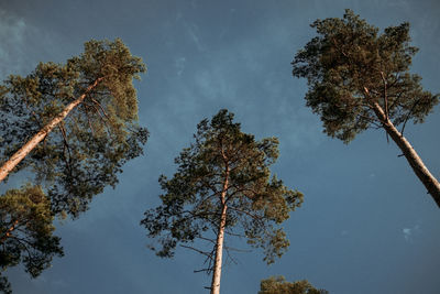 Low angle view of trees against sky during autumn