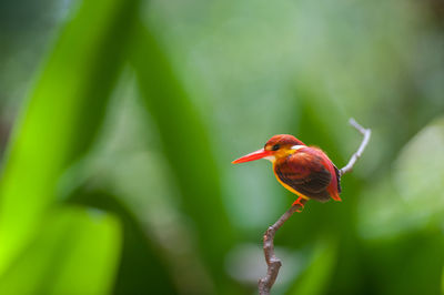 Close-up of bird perching on plant