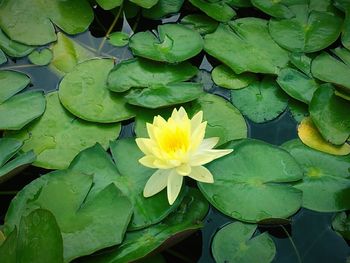 Close-up of lotus water lily in pond