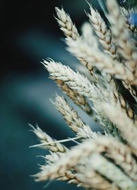 Close-up of wheat growing on field