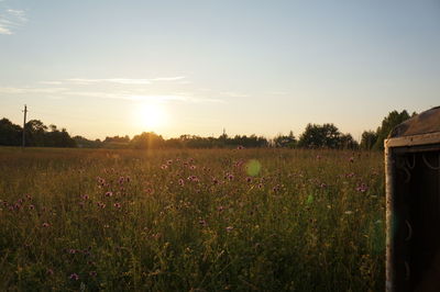 Scenic view of grassy field against sky at sunset