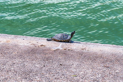 High angle view of turtle in water