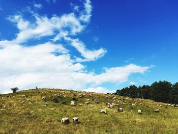 Cows grazing on field against blue sky