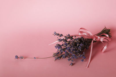 Close-up of flower against white background