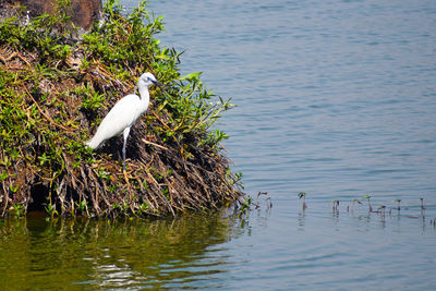 High angle view of gray heron perching on lake