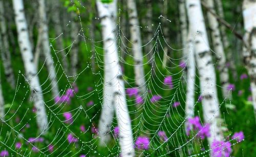 Close-up of spider on web