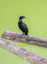 High angle view of bird perching on wood