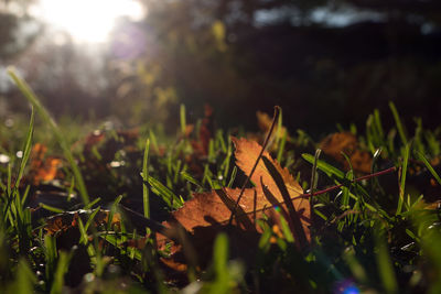 Close-up of plants