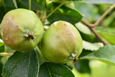 Close-up of apple growing on tree