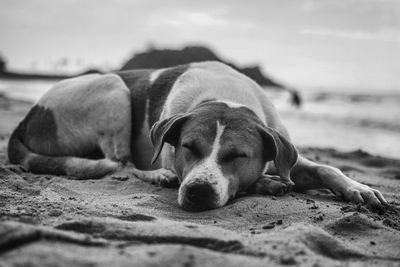 Dog resting on beach