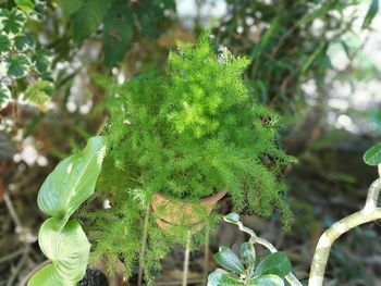 Close-up of fresh green tree