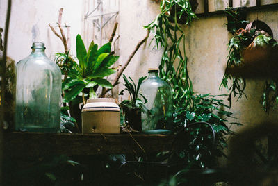 Potted plants on table at home