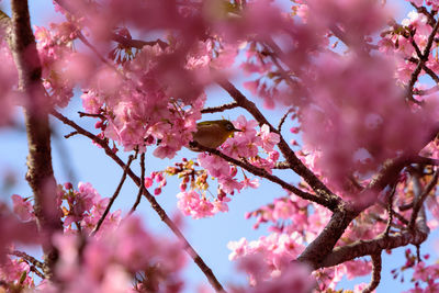 Low angle view of pink cherry blossom
