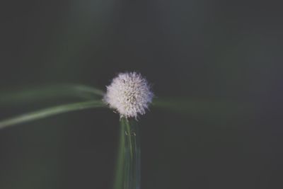 Close-up of dandelion flower