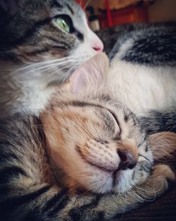 Close-up of cat sleeping