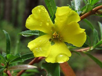 Close-up of fresh yellow flower blooming outdoors