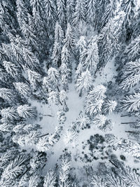 Full frame shot of snow covered trees