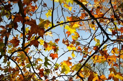 Low angle view of maple leaves against sky