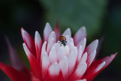 Red and white bromeliad flower with a convergent lady beetle called ladybug hippodamia convergens