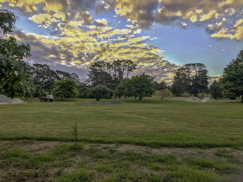 Trees growing on field