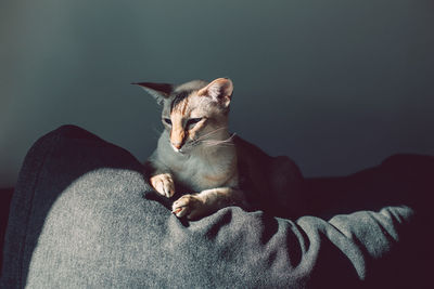 Cat resting on bed at home