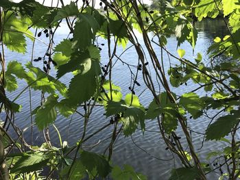 Water lily in lake