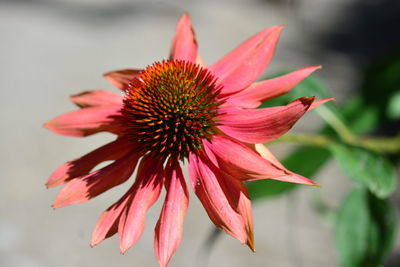 Close-up of pink flower