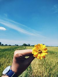 Person holding yellow flower on field