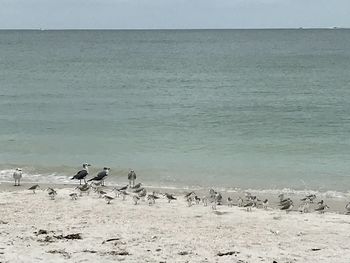 Flock of birds on beach