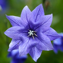 Close-up of purple flower