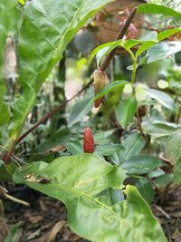 Close-up of berries growing on tree