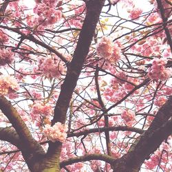 Low angle view of pink flowers blooming on tree