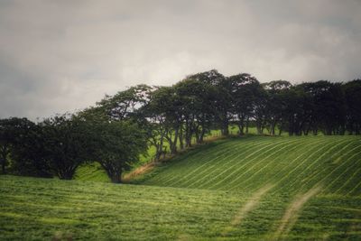 Scenic view of grassy field against sky