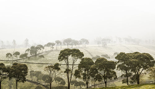 Trees on field against sky