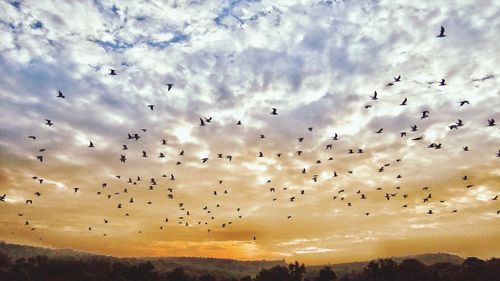 Low angle view of birds flying in sky