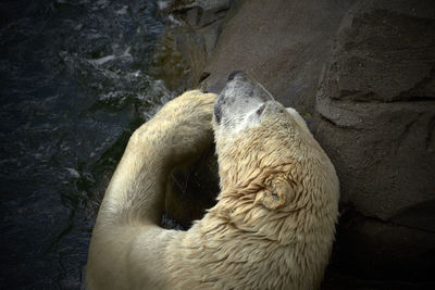 High angle view of polar bear sleeping on rock at zoo