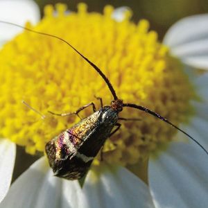 Close-up of insect on yellow flower