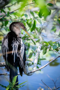 Bird perching on a branch