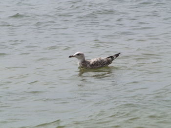 Duck swimming in lake