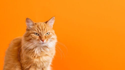 Cute ginger cat on orange background. portrait of fluffy pet. banner with furry cat, copy space.