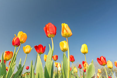 Close-up of red poppy flowers against clear blue sky