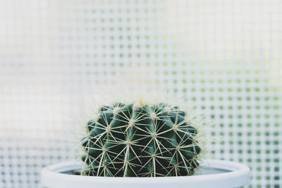 Close-up of cactus plant in pot