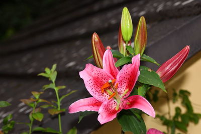 Close-up of pink lily on plant