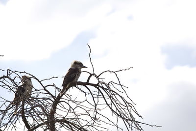 Low angle view of bird perching on tree against sky