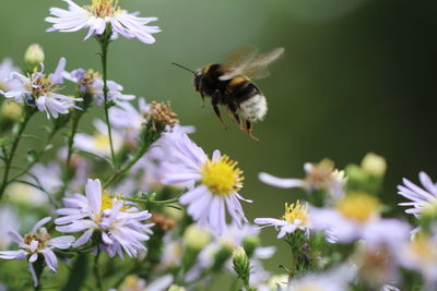 Close-up of bee buzzing over flowers