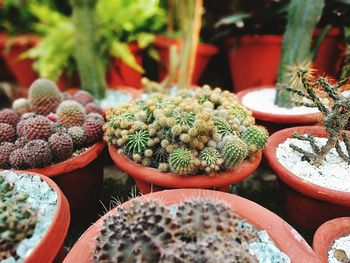 High angle view of succulent plants in back yard