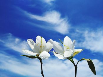 Close-up of white flowering plant against blue sky
