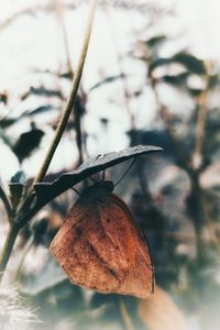 Close-up of lizard on tree during autumn