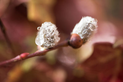 Close-up of flower buds