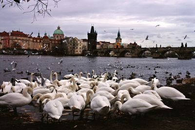 Flock of swans on river